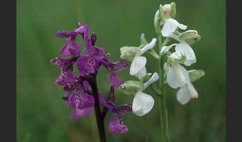 Kleines Knabenkraut (Orchis morio)