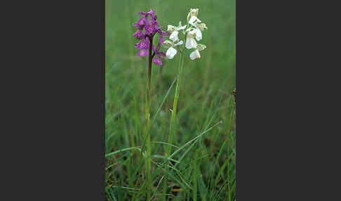 Kleines Knabenkraut (Orchis morio)