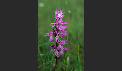 Prächtiges Knabenkraut (Orchis mascula ssp. Signifera)