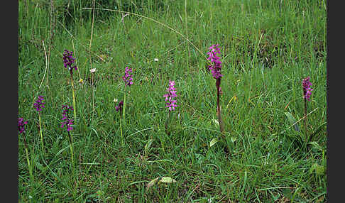 Prächtiges Knabenkraut (Orchis mascula ssp. Signifera)