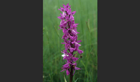 Prächtiges Knabenkraut (Orchis mascula ssp. Signifera)