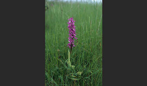 Prächtiges Knabenkraut (Orchis mascula ssp. Signifera)