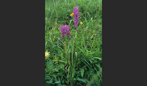 Prächtiges Knabenkraut (Orchis mascula ssp. Signifera)