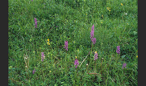 Prächtiges Knabenkraut (Orchis mascula ssp. Signifera)