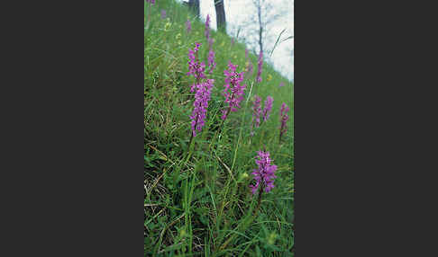 Prächtiges Knabenkraut (Orchis mascula ssp. Signifera)