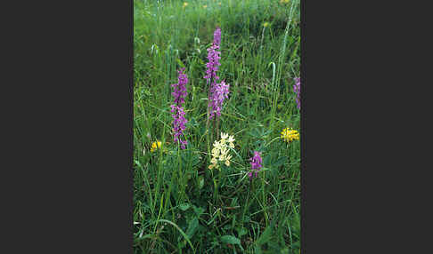 Prächtiges Knabenkraut (Orchis mascula ssp. Signifera)