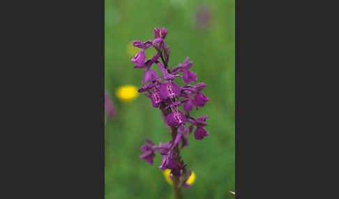 Kleines Knabenkraut x Lockerblütiges Knabenkraut (Orchis morio x Orchis laxiflora)