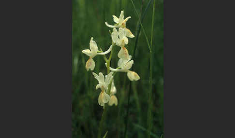 Französisches Knabenkraut (Orchis provincialis)