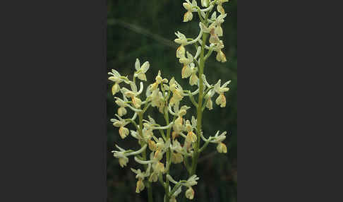 Französisches Knabenkraut (Orchis provincialis)