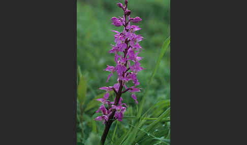 Prächtiges Knabenkraut (Orchis mascula ssp. Signifera)