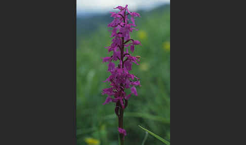 Prächtiges Knabenkraut (Orchis mascula ssp. Signifera)