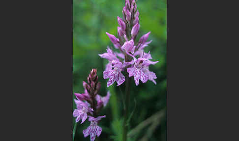 Langähriges Knabenkraut (Dactylorhiza saccifera)