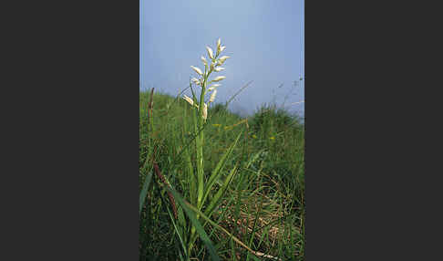 Schwertblättriges Waldvögelein (Cephalanthera longifolia)