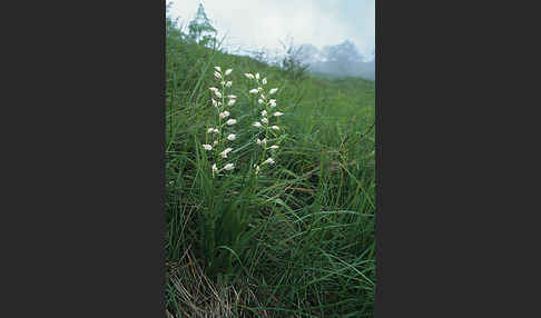 Schwertblättriges Waldvögelein (Cephalanthera longifolia)