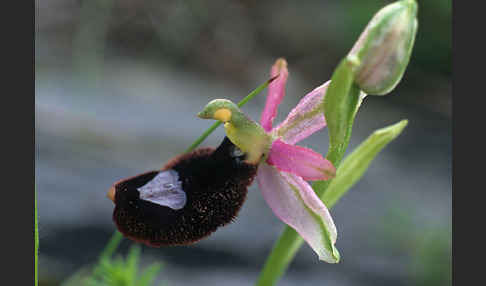 Bertolonii-ähnliche Ragwurz (Ophrys bertoloniiformis)