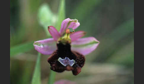 Bertolonii-ähnliche Ragwurz (Ophrys bertoloniiformis)