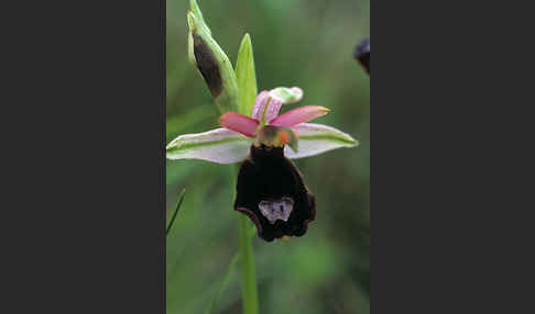 Bertolonii-ähnliche Ragwurz (Ophrys bertoloniiformis)