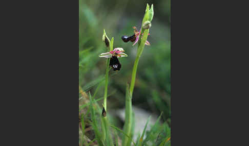 Bertolonii-ähnliche Ragwurz (Ophrys bertoloniiformis)