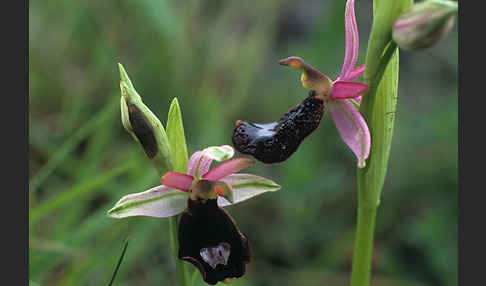 Bertolonii-ähnliche Ragwurz (Ophrys bertoloniiformis)