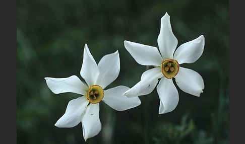 Weiße Narzisse (Narcissus poeticus)