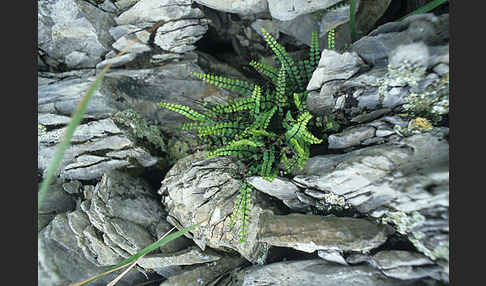 Braungrüner Streifenfarn (Asplenium adulterinum)