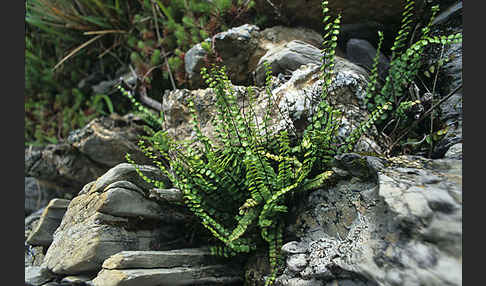 Braungrüner Streifenfarn (Asplenium adulterinum)