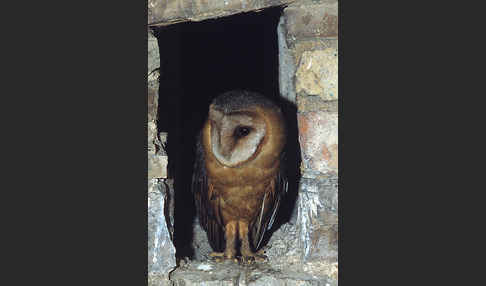 Schleiereule (Tyto alba)