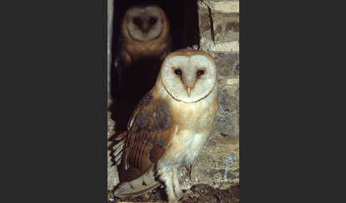 Schleiereule (Tyto alba)