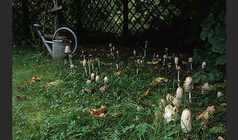 Schopftintling (Coprinus comatus)