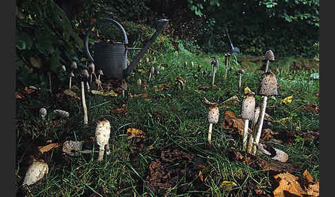 Schopftintling (Coprinus comatus)