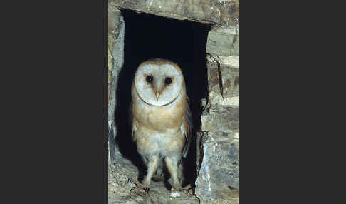 Schleiereule (Tyto alba)