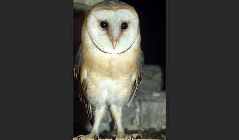 Schleiereule (Tyto alba)