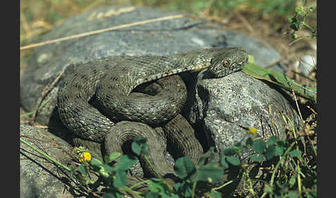 Würfelnatter (Natrix tesselata)