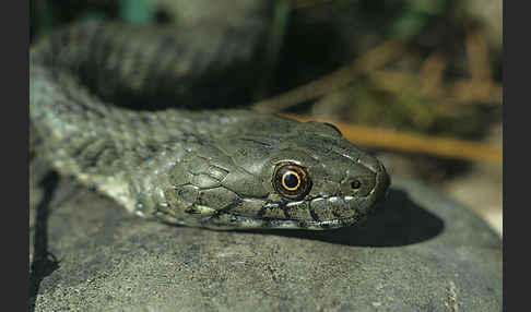 Würfelnatter (Natrix tesselata)