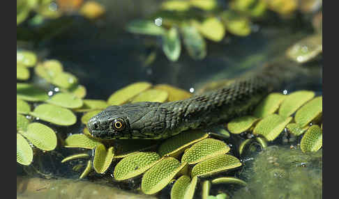 Würfelnatter (Natrix tesselata)