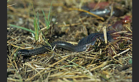 Schlingnatter (Coronella austriaca)