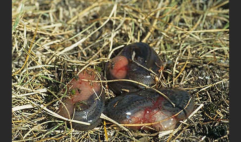 Schlingnatter (Coronella austriaca)