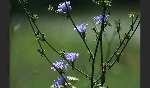 Gewöhnliche Wegwarte (Cichorium intybus)