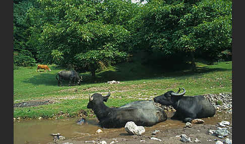 Wasserbüffel (Bubalus arnee)