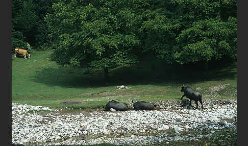 Wasserbüffel (Bubalus arnee)