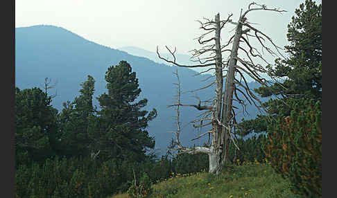 Rumänien (Romania)