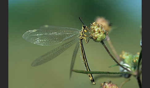 Vierfleckige Ameisenjungfer (Distoleon tetragrammicus)