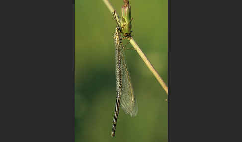 Vierfleckige Ameisenjungfer (Distoleon tetragrammicus)