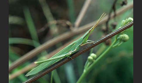 Gewöhnliche Nasenschrecke (Acrida ungarica)