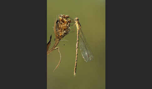 Gemeine Winterlibelle (Sympecma fusca)