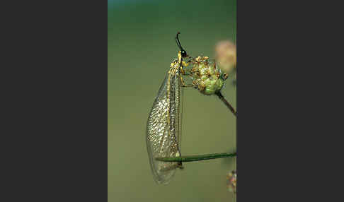 Vierfleckige Ameisenjungfer (Distoleon tetragrammicus)