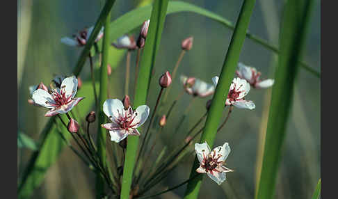 Schwanenblume (Butomus umbellatus)