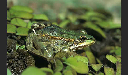 Kleiner Wasserfrosch (Pelophylax lessonae)