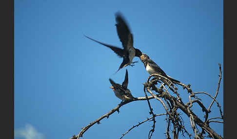 Rauchschwalbe (Hirundo rustica)