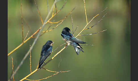 Rauchschwalbe (Hirundo rustica)